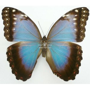 MORPHO HELENOR HYACINTHUS 